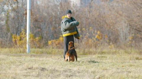 Stock Video Man Training A Dog Outdoor Animated Wallpaper - Free Live Wallpaper