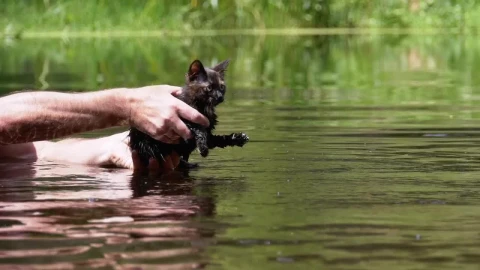 Stock Video Man Teaching Little Cat To Swim In A Rive Animated Wallpaper - Free Live Wallpaper