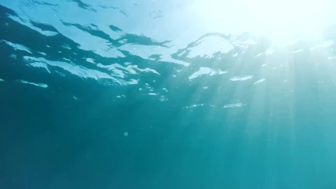 Stock Video Man Snorkeling In The Ocea Animated Wallpaper - Free Live Wallpaper