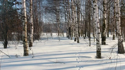 Stock Video Man Skiing On Snow Between Dry Tree Animated Wallpaper - Free Live Wallpaper