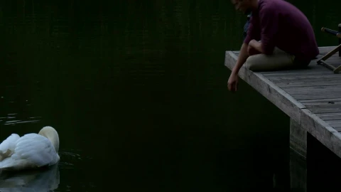 Stock Video Man Sitting In The Lake Dock Playing With Swa Animated Wallpaper - Free Live Wallpaper