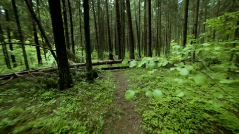 Stock Video Man Shouting In The Wood Animated Wallpaper - Free Live Wallpaper