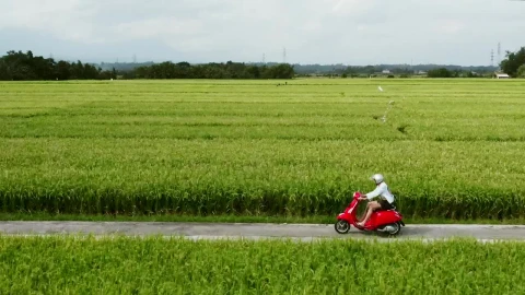 Stock Video Man Rides Red Scooter Through Green Farm Field Animated Wallpaper - Free Live Wallpaper