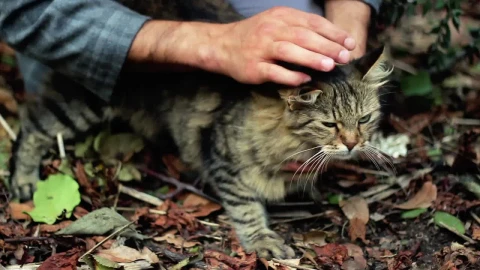 Stock Video Man Petting A Cat In Natur Animated Wallpaper - Free Live Wallpaper