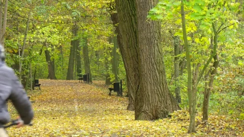 Stock Video Man Pedaling Through The Park Pat Animated Wallpaper - Free Live Wallpaper