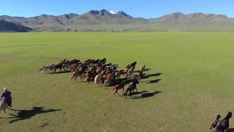 Stock Video Man On Horseback Trying To Catch Free Wild Horses O Animated Wallpaper - Free Live Wallpaper