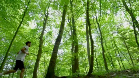 Stock Video Man Jogging Through Woodlan Animated Wallpaper - Free Live Wallpaper
