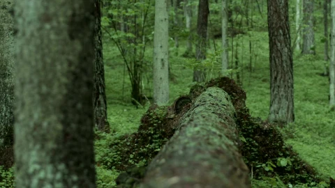Stock Video Man In The Woods Crosses A Fallen Tre Animated Wallpaper - Free Live Wallpaper