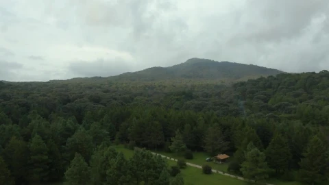 Stock Video Mountain Covered By A Large Forest Seen From Above LargeLive Wallpaper - Free Live Wallpaper