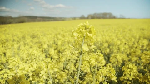 Stock Video Mountain Crop Fields Live Wallpaper - Free Live Wallpaper