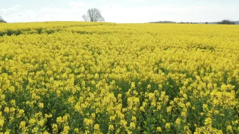 Stock Video Mountain Farmland In Europe Live Wallpaper - Free Live Wallpaper