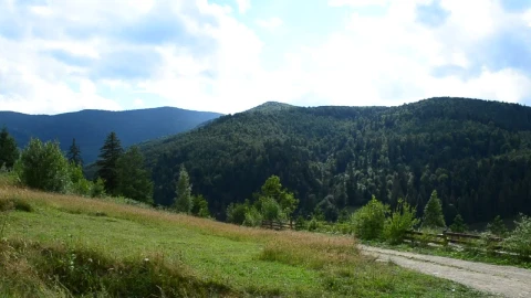 Stock Video Mountain Forest In The Countryside Live Wallpaper - Free Live Wallpaper