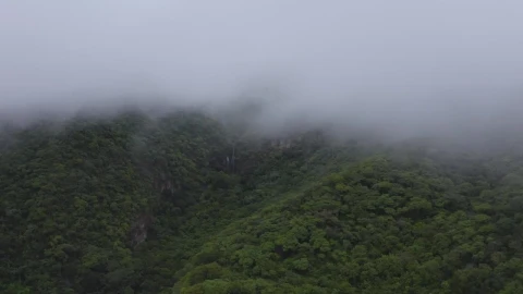 Stock Video Mountain Forest With Mist Live Wallpaper - Free Live Wallpaper