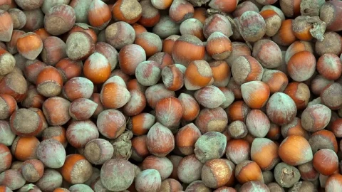 Stock Video Mountain Of Recently Cropped Hazelnut Live Wallpaper - Free Live Wallpaper