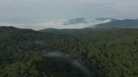 Stock Video Mountain Range Covered By Trees Seen From Above Live Wallpaper - Free Live Wallpaper