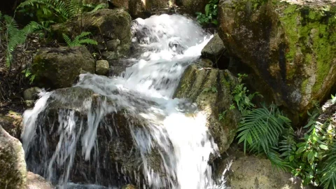 Stock Video Mountain Stream With Ferns Live Wallpaper - Free Live Wallpaper