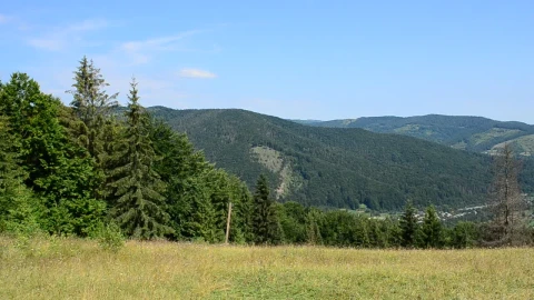 Stock Video Mountain Trees Across A Grass Field Live Wallpaper - Free Live Wallpaper