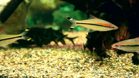 Stock Video Multi Colored Fish Swimming In The Aquarium Live Wallpaper - Free Live Wallpaper