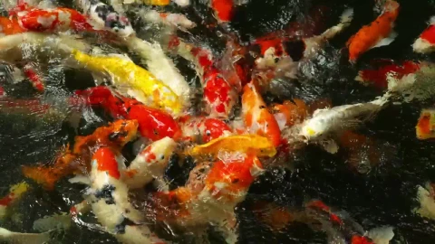 Stock Video Multi Colored Koi Fish Eating In The Pond Live Wallpaper - Free Live Wallpaper