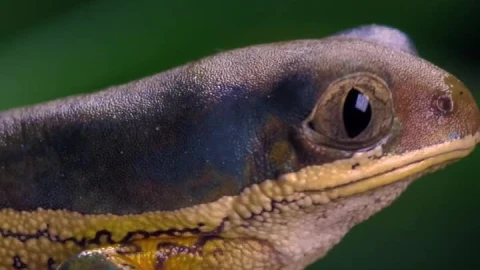 Stock Video Multicolor Frog Closing Its Eyes Closeup Shot Live Wallpaper - Free Live Wallpaper