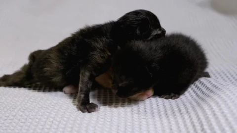 Stock Video Multicolor Newborn Baby Cats Live Wallpaper - Free Live Wallpaper