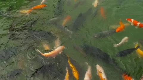 Stock Video Multicolored Koi Fish Swimming In The Pond Live Wallpaper - Free Live Wallpaper