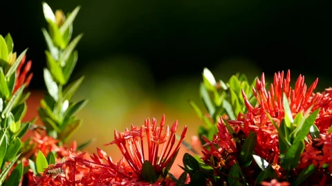 Stock Video Multiple Bees On A Plant Live Wallpaper - Free Live Wallpaper