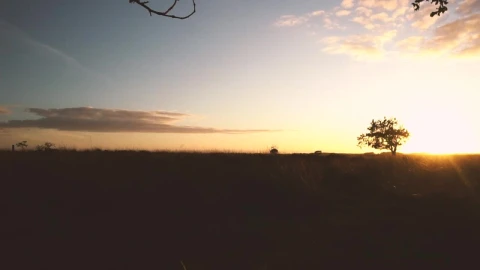 Stock Video Mushroom Growing In Grass In A Forest At Sunset Live Wallpaper - Free Live Wallpaper