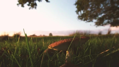 Stock Video Mushroom In The Grass Live Wallpaper - Free Live Wallpaper