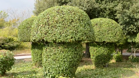 Stock Video Mushroom Shaped Bushes At A Park Live Wallpaper - Free Live Wallpaper