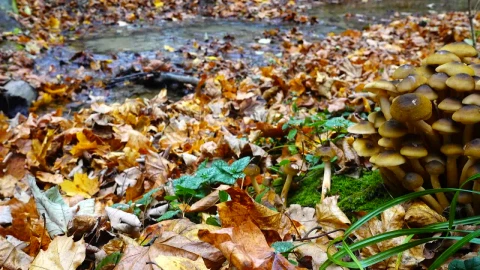 Stock Video Mushrooms Growing By A Stream Live Wallpaper - Free Live Wallpaper