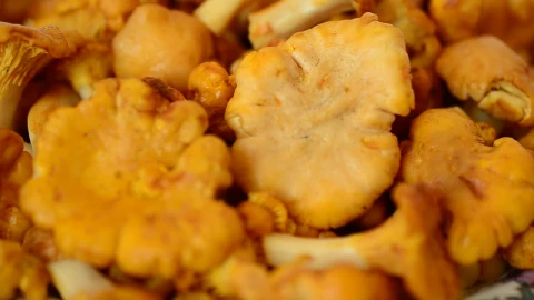 Stock Video Mushrooms Harvested For Food Live Wallpaper - Free Live Wallpaper