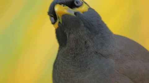 Stock Video Mynah Looking Around Live Wallpaper - Free Live Wallpaper