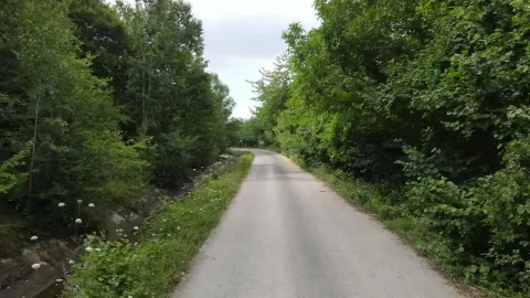 Stock Video Narrow And Lonely Road Surrounded By A Forest Live Wallpaper - Free Live Wallpaper