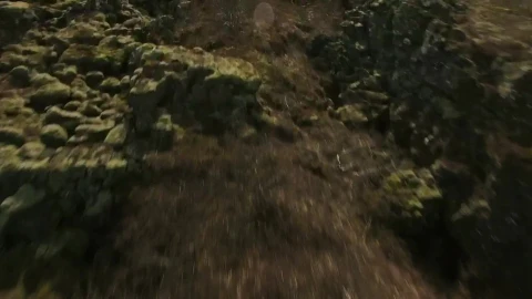 Stock Video Natural Landscape Covered In Moss Live Wallpaper - Free Live Wallpaper