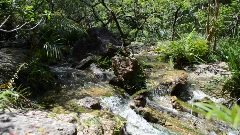 Stock Video Natural Stream Through A Forest Live Wallpaper - Free Live Wallpaper