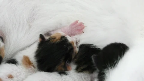 Stock Video Newborn Cats With Their Mother Live Wallpaper - Free Live Wallpaper