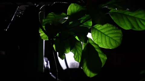 Stock Video Night Rainfall Illuminated By A Lamp Live Wallpaper - Free Live Wallpaper