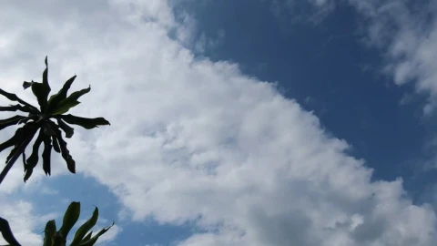 Stock Video Noon In The Tropics Live Wallpaper - Free Live Wallpaper