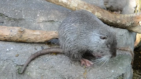 Stock Video Nutria Sitting On A Rock Live Wallpaper - Free Live Wallpaper