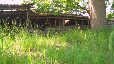 Stock Video Old Abandoned And Destroyed Cabin In The Undergrowth Live Wallpaper - Free Live Wallpaper