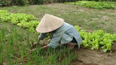 Stock Video Old Lady Collecting Spring Onions In The Garden Live Wallpaper - Free Live Wallpaper