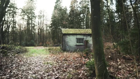 Stock Video Old Shed In A Forest On Fall Live Wallpaper - Free Live Wallpaper