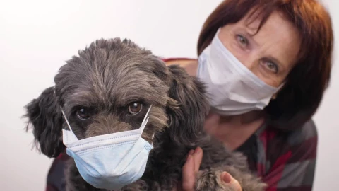 Stock Video Old Woman And Her Pet Wearing Mask Live Wallpaper - Free Live Wallpaper