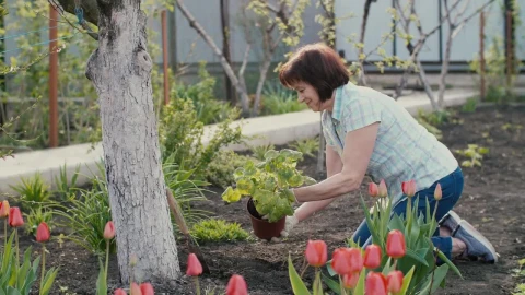 Stock Video Old Woman Arranging Tulip Garden Live Wallpaper - Free Live Wallpaper