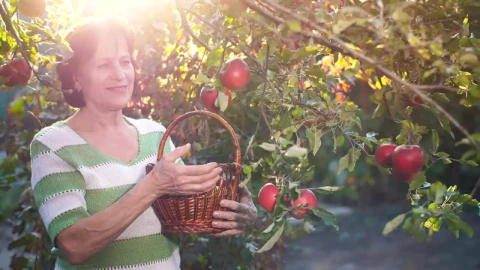 Stock Video Old Woman Cutting Apples From The Trees In Her Garden Live Wallpaper - Free Live Wallpaper