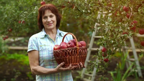 Stock Video Old Woman With A Basket Of Apples Live Wallpaper - Free Live Wallpaper