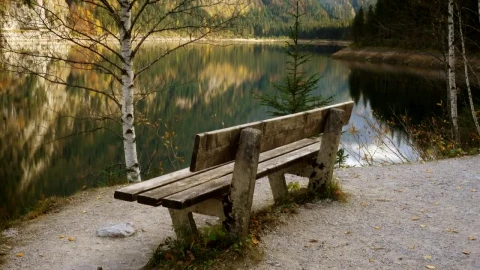 Stock Video Old Wooden Bench By The Lakeshore Live Wallpaper - Free Live Wallpaper