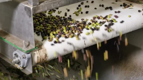 Stock Video Olive Conveyor Machine Close Up View Live Wallpaper - Free Live Wallpaper