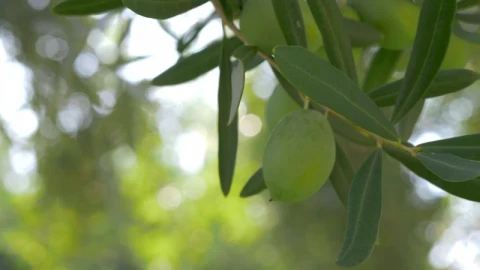 Stock Video Olives Growing In The Mediterranean Live Wallpaper - Free Live Wallpaper